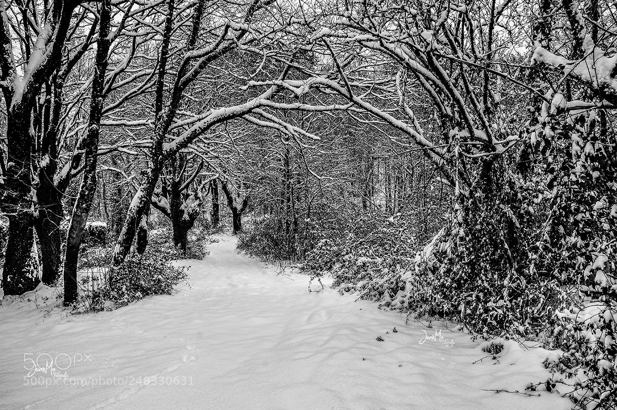 Sony SLT-A58 sample photo. Sendero blanco. photography