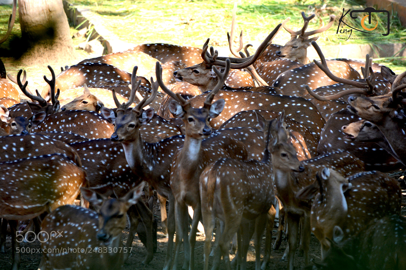 Nikon D5200 sample photo. Group deer photography