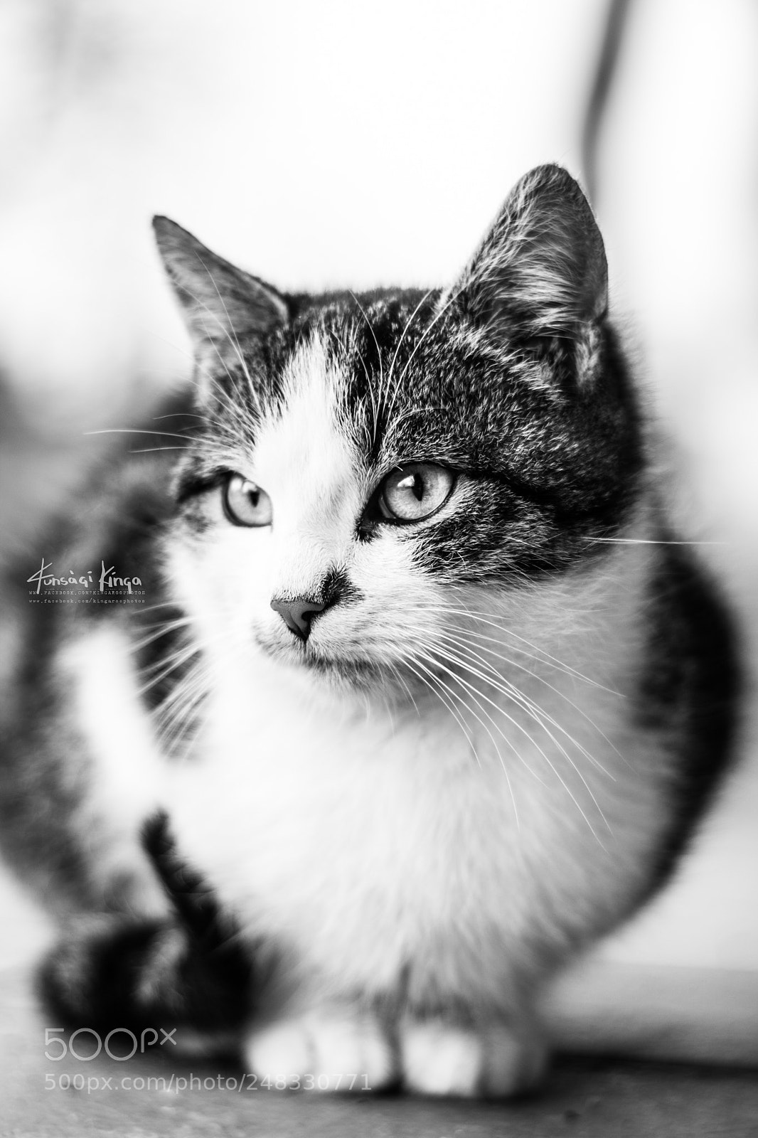 Canon EOS 760D (EOS Rebel T6s / EOS 8000D) sample photo. Cat photography