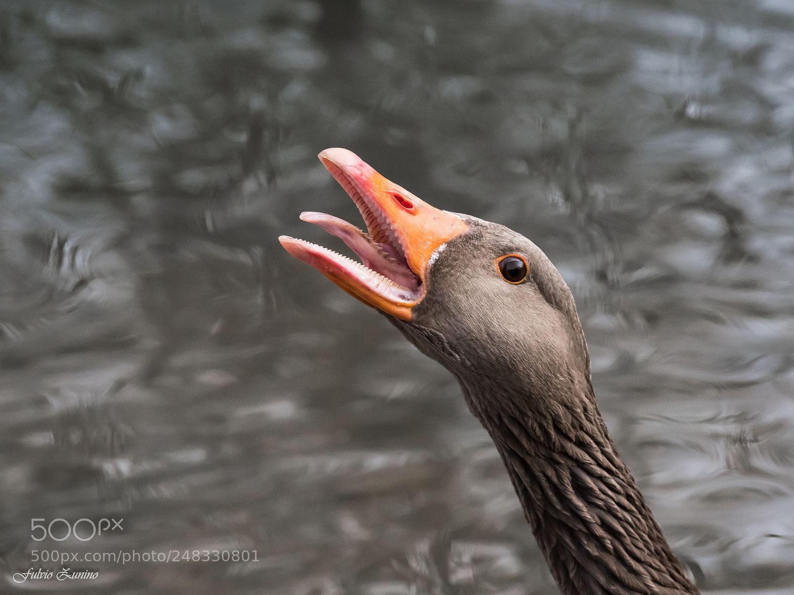 Olympus OM-D E-M1 Mark II sample photo. Birds of the park photography