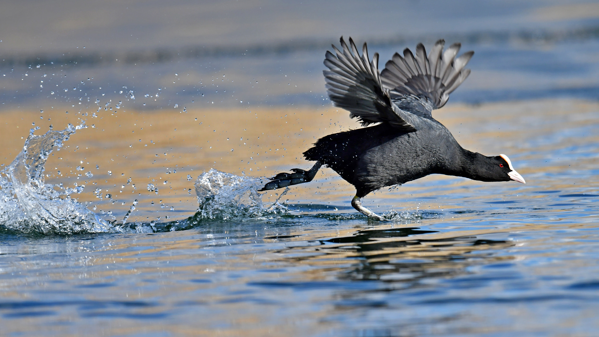 Nikon AF-S Nikkor 600mm F4G ED VR sample photo. Wasserläufer photography