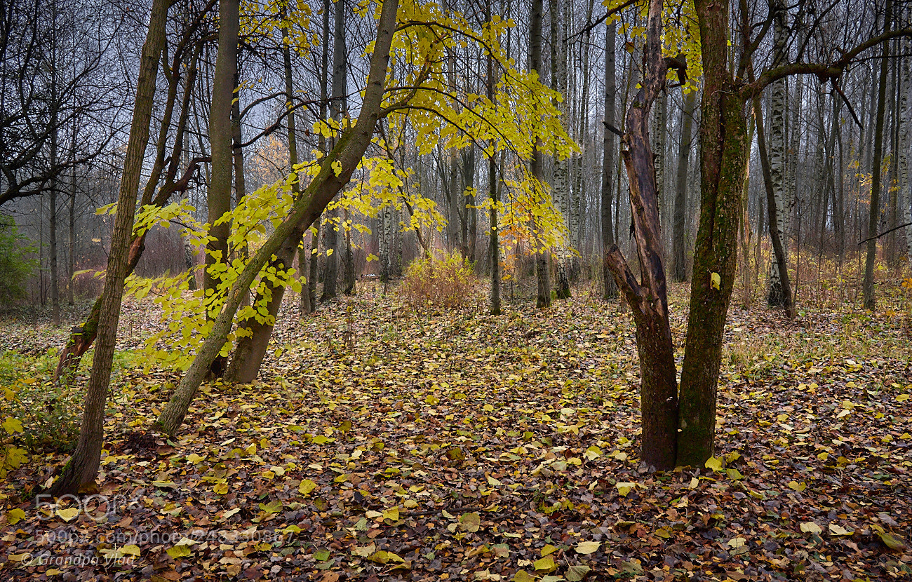 Canon EOS 1100D (EOS Rebel T3 / EOS Kiss X50) sample photo. An autumn ends... photography