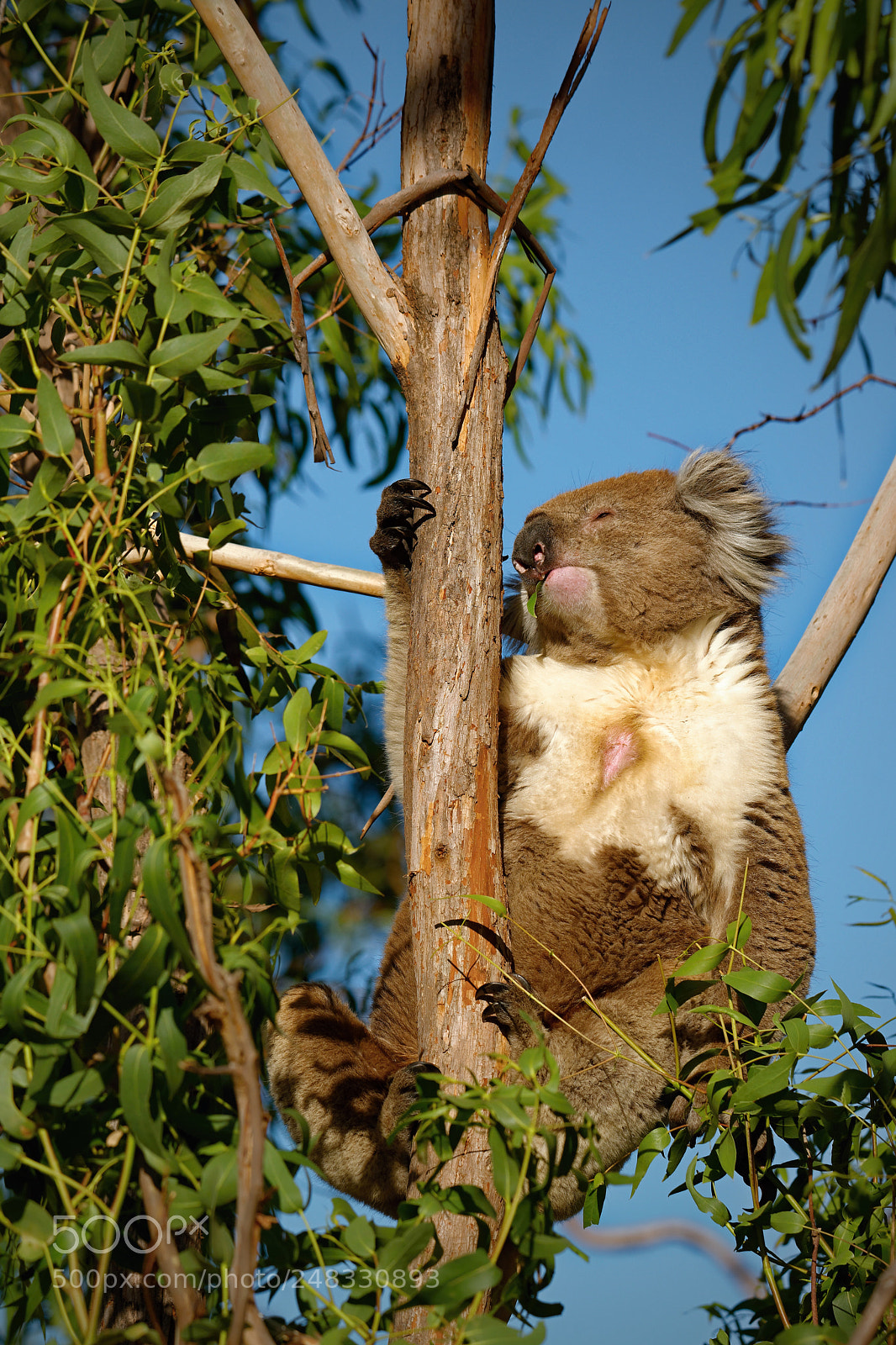 Nikon D800E sample photo. Koalas - take it photography