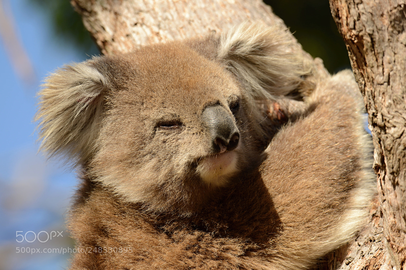 Nikon D800E sample photo. Koalas - take it photography