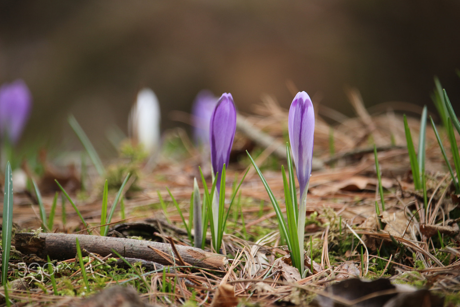 Canon EF-S 55-250mm F4-5.6 IS STM sample photo. () photography