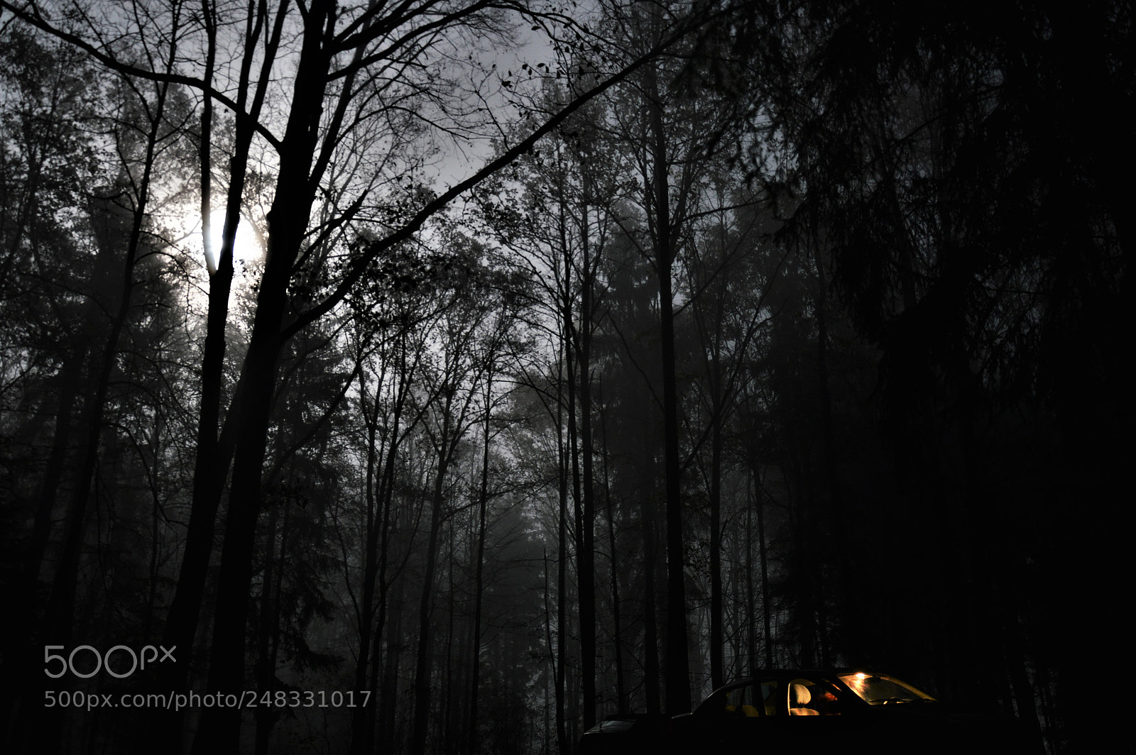 Nikon D3200 sample photo. Black forest photography