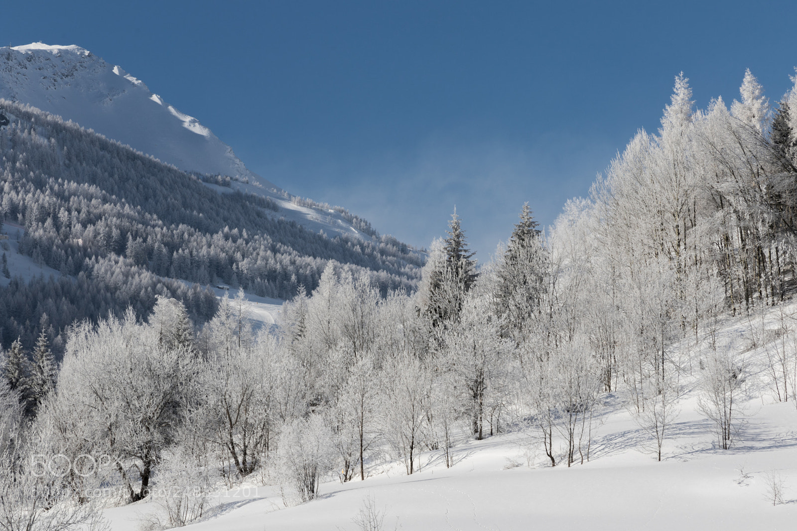 Canon EOS 7D Mark II sample photo. White trees and blue photography