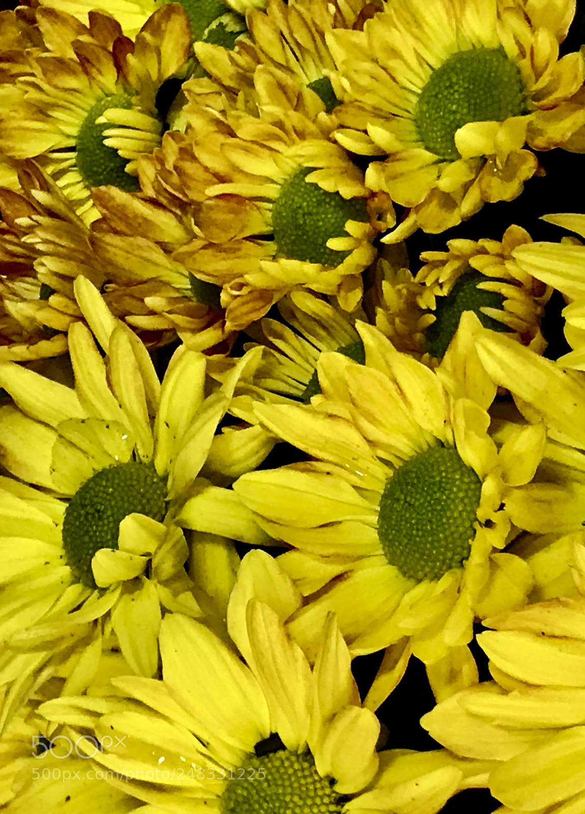 Apple iPhone 7 Plus sample photo. Yellow photography