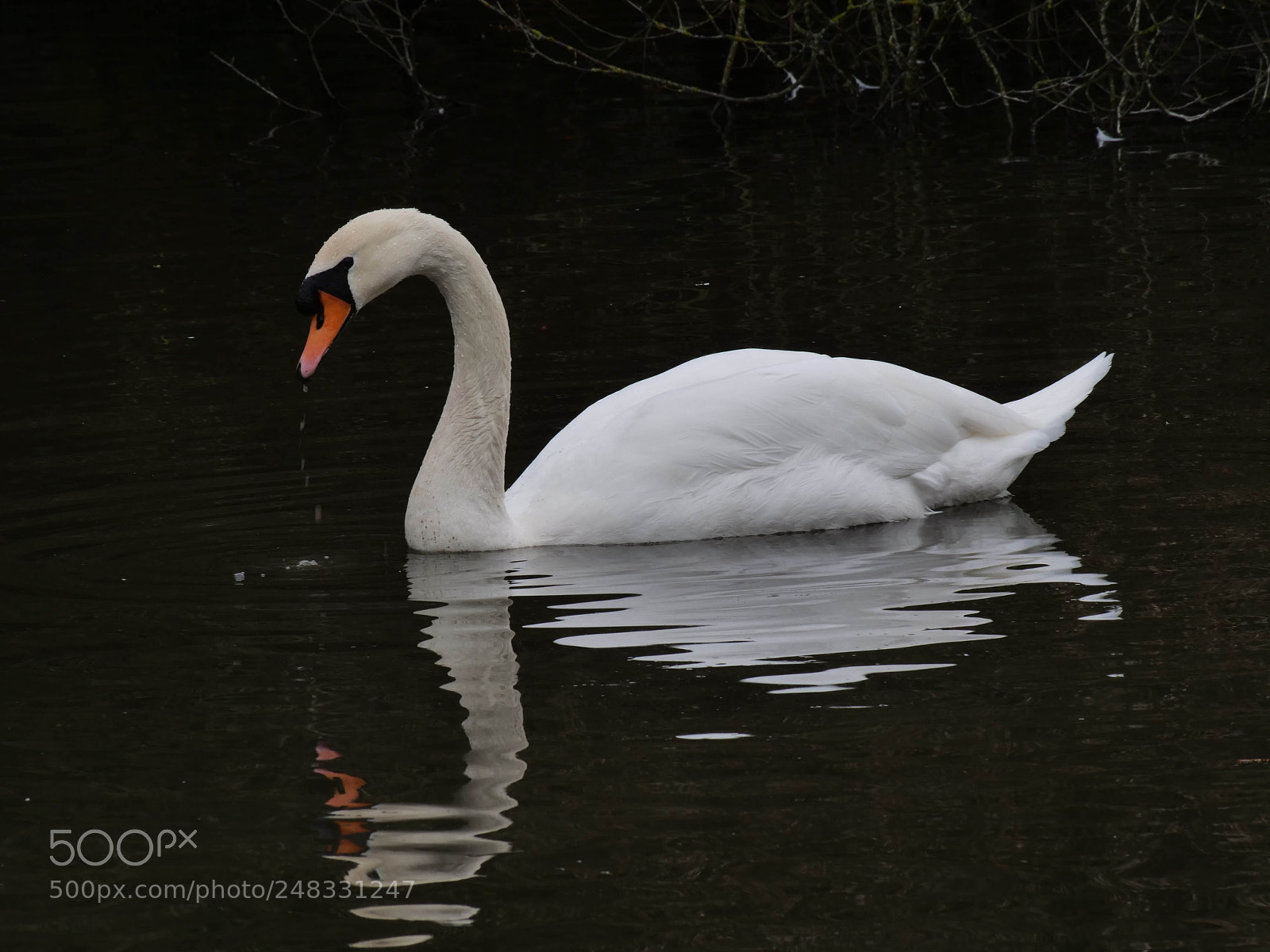 Panasonic Lumix DC-G9 sample photo. Swanreflectio (of ) photography