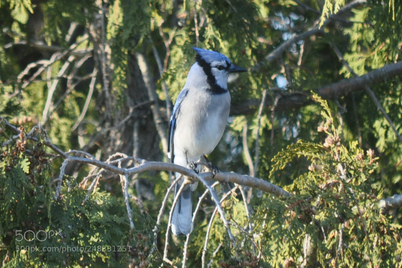 Nikon D5000 sample photo. Sitting tall photography
