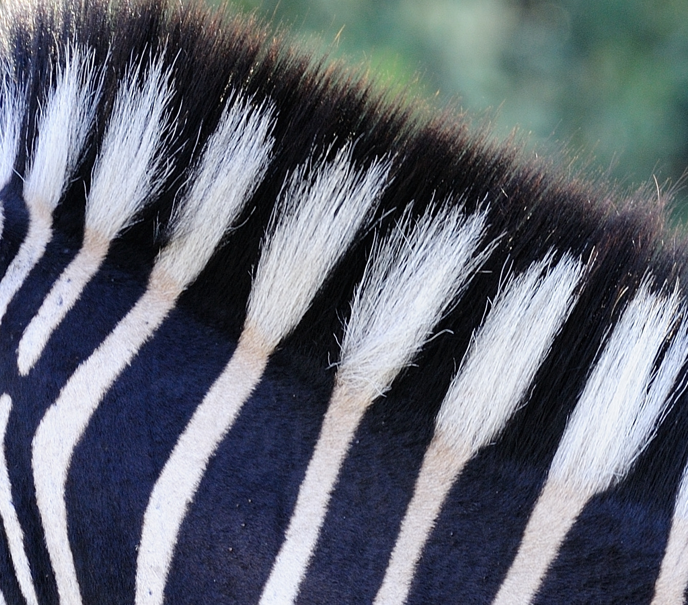 Sigma 150-600mm F5-6.3 DG OS HSM | S sample photo