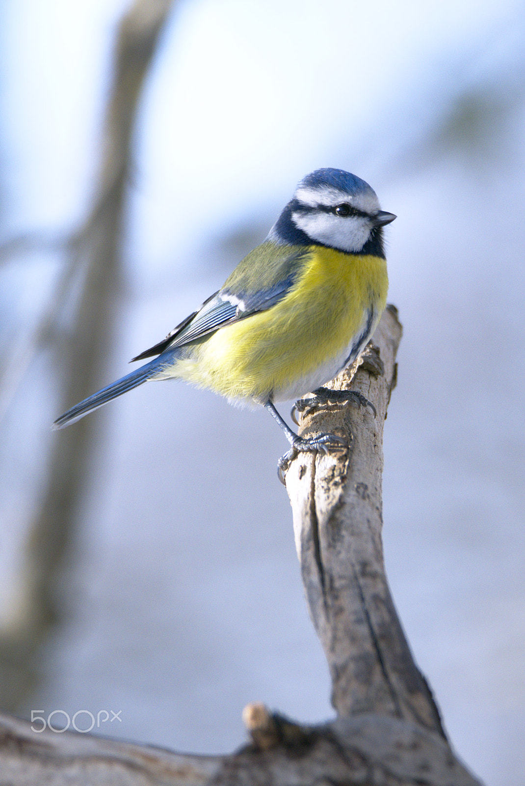 Nikon D810 sample photo. Small bird portrait photography