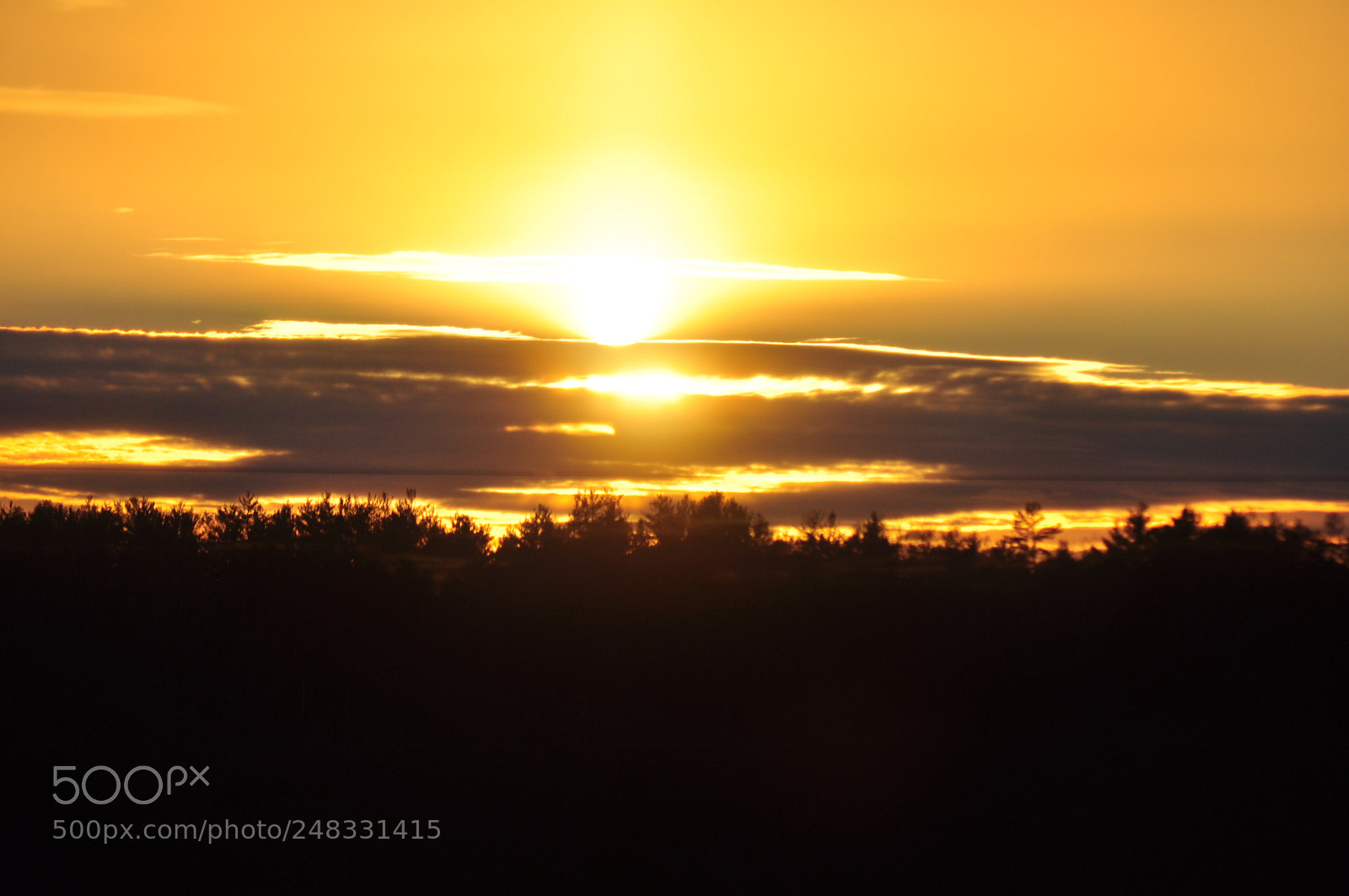 Nikon D5000 sample photo. Golden glow photography