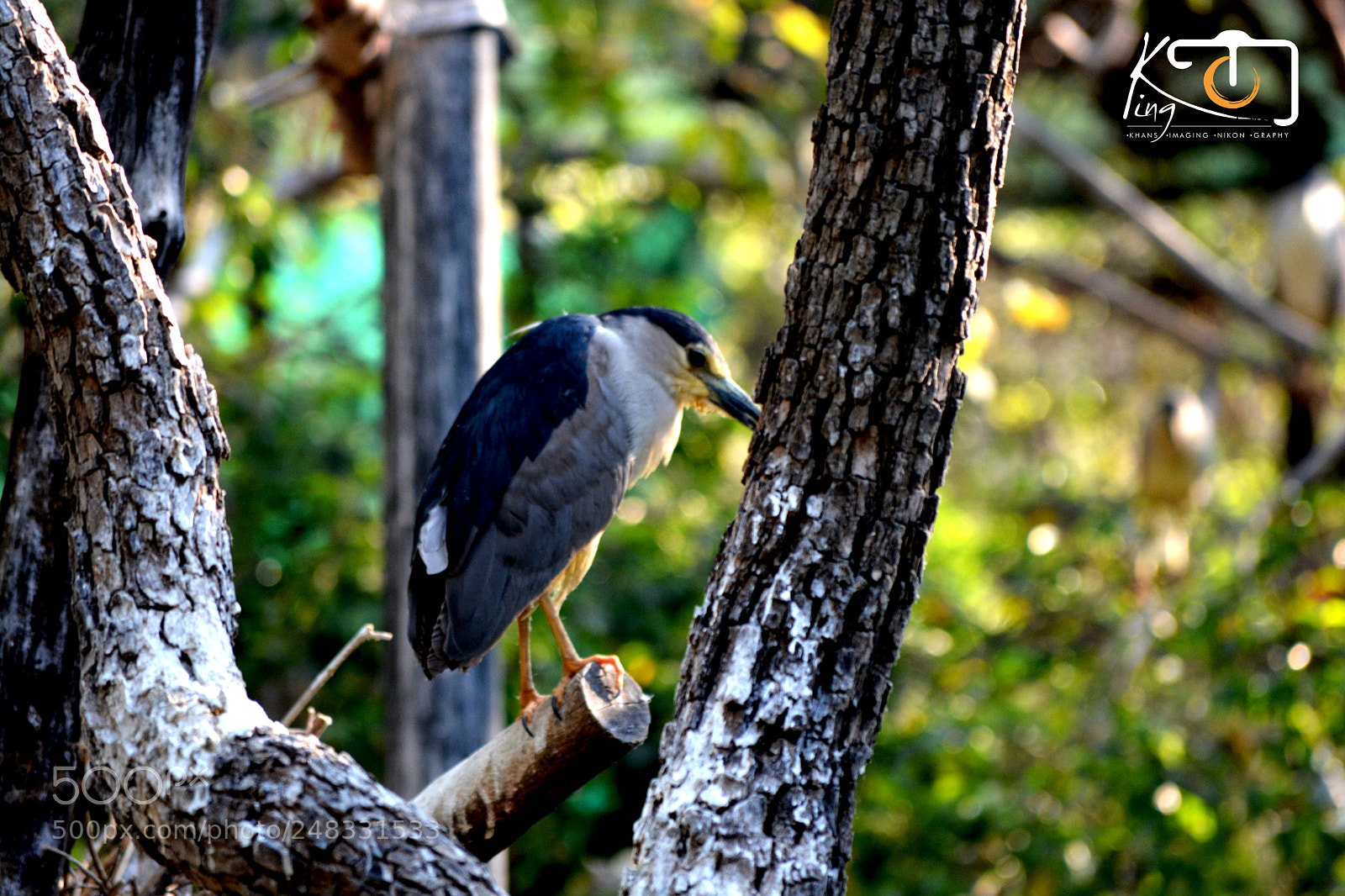 Nikon D5200 sample photo. Stay pls photography