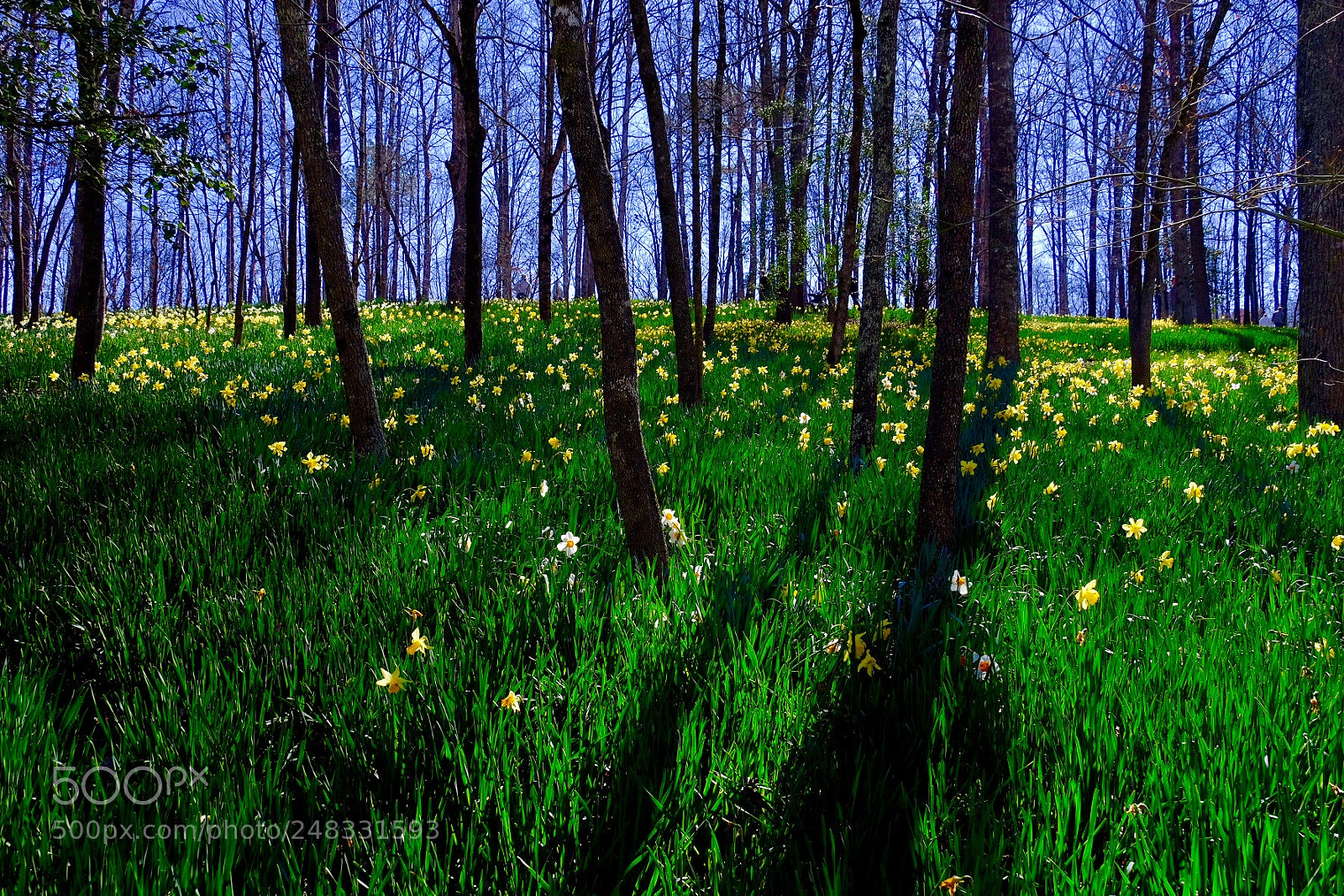 Fujifilm X-T1 sample photo. Daffodils photography