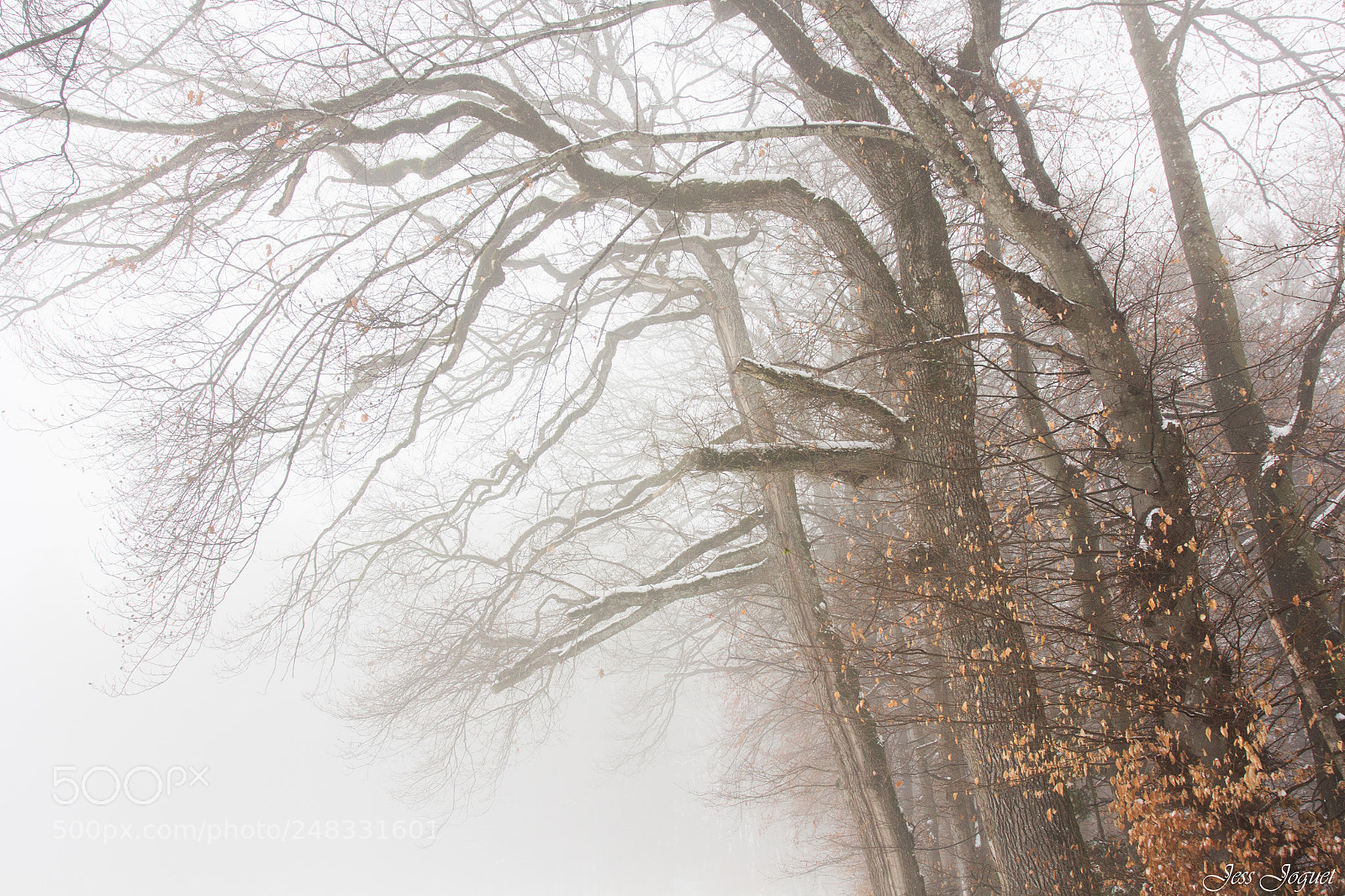 Canon EOS 60D sample photo. Arbrume photography