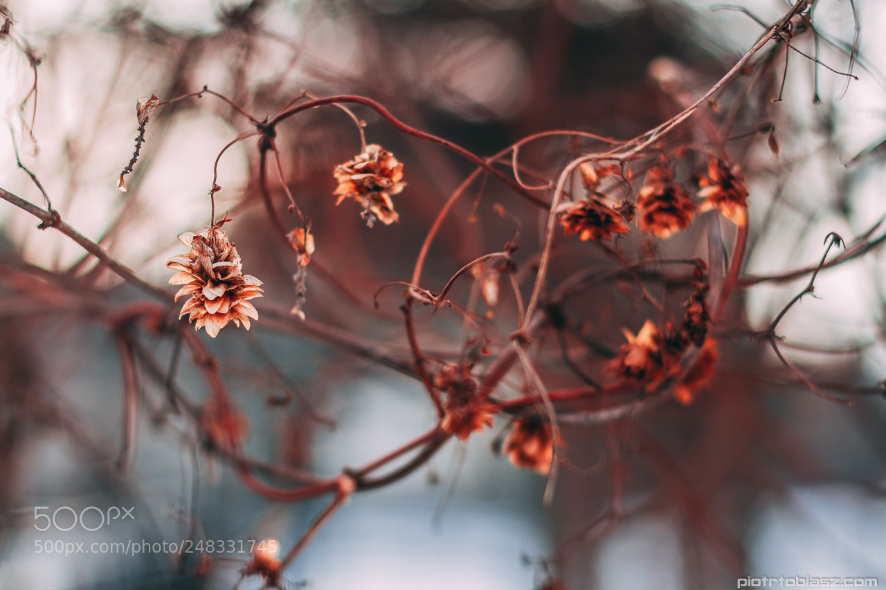 Canon EOS 7D sample photo. Nature. photography