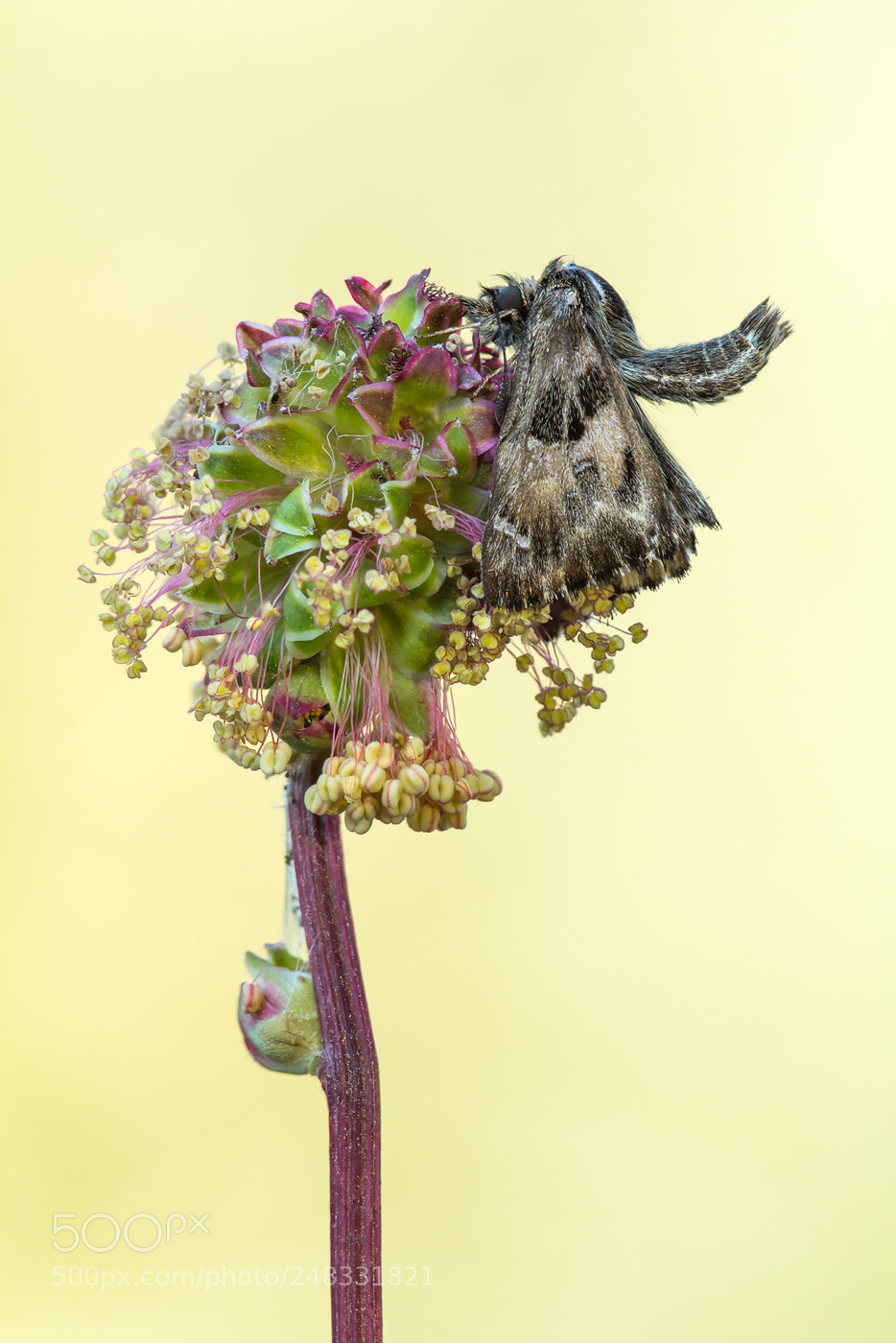 Canon EOS 60D sample photo. Malven-dickkopffalter mallow skipper carcharodus photography