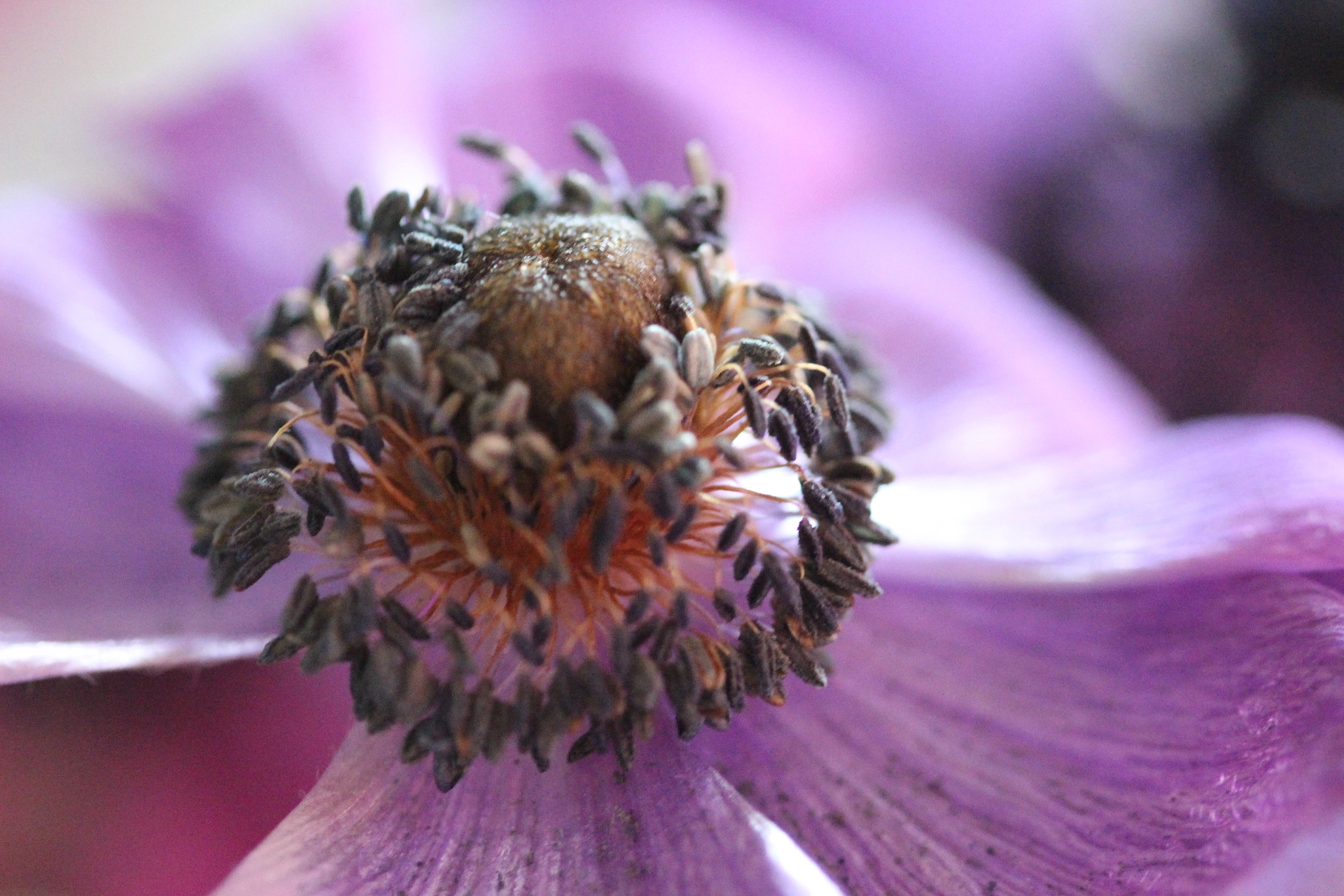 Canon EF 100mm F2.8 Macro USM sample photo. Something in your mind photography