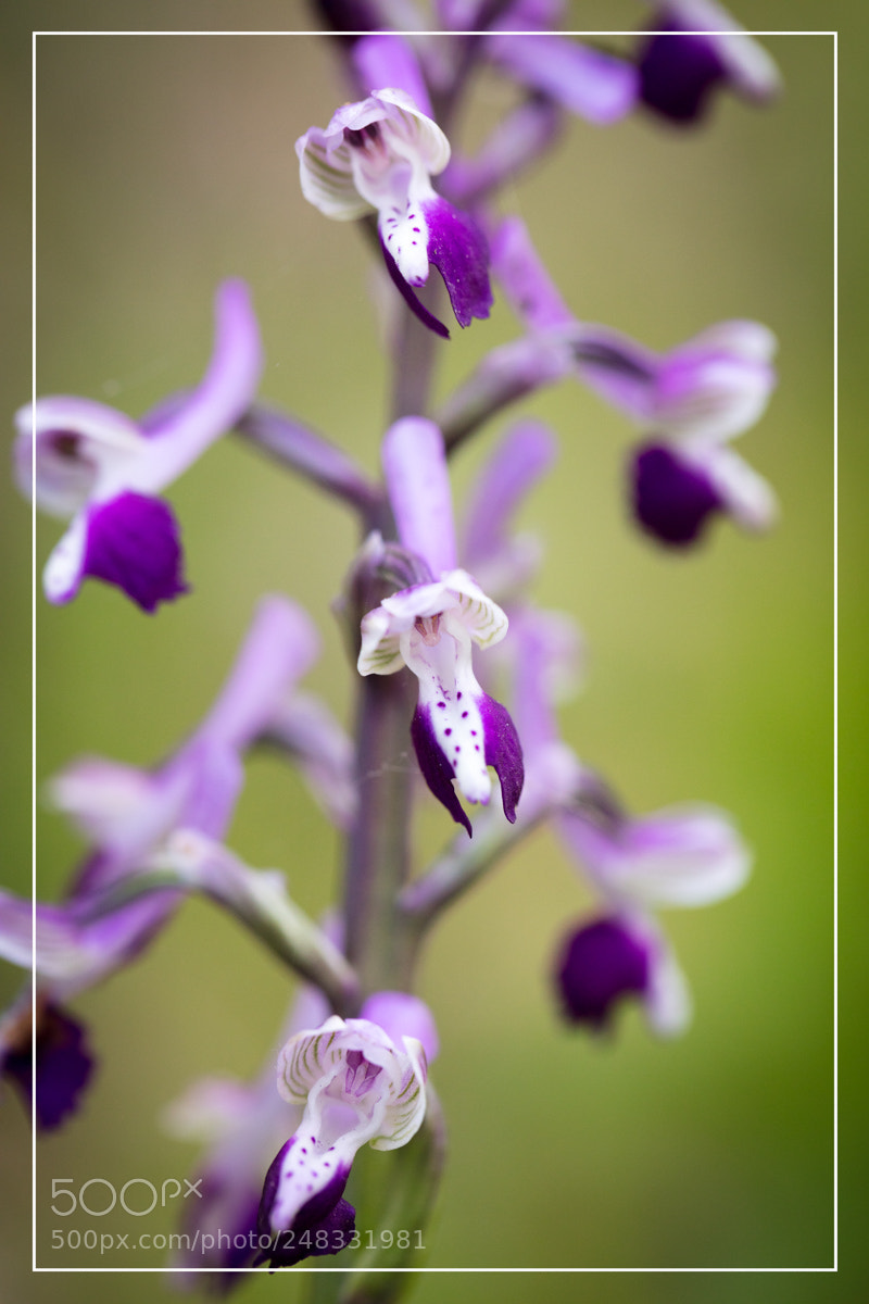 Canon EOS 5DS R sample photo. Orchis longicornu sardaigne sardinia photography