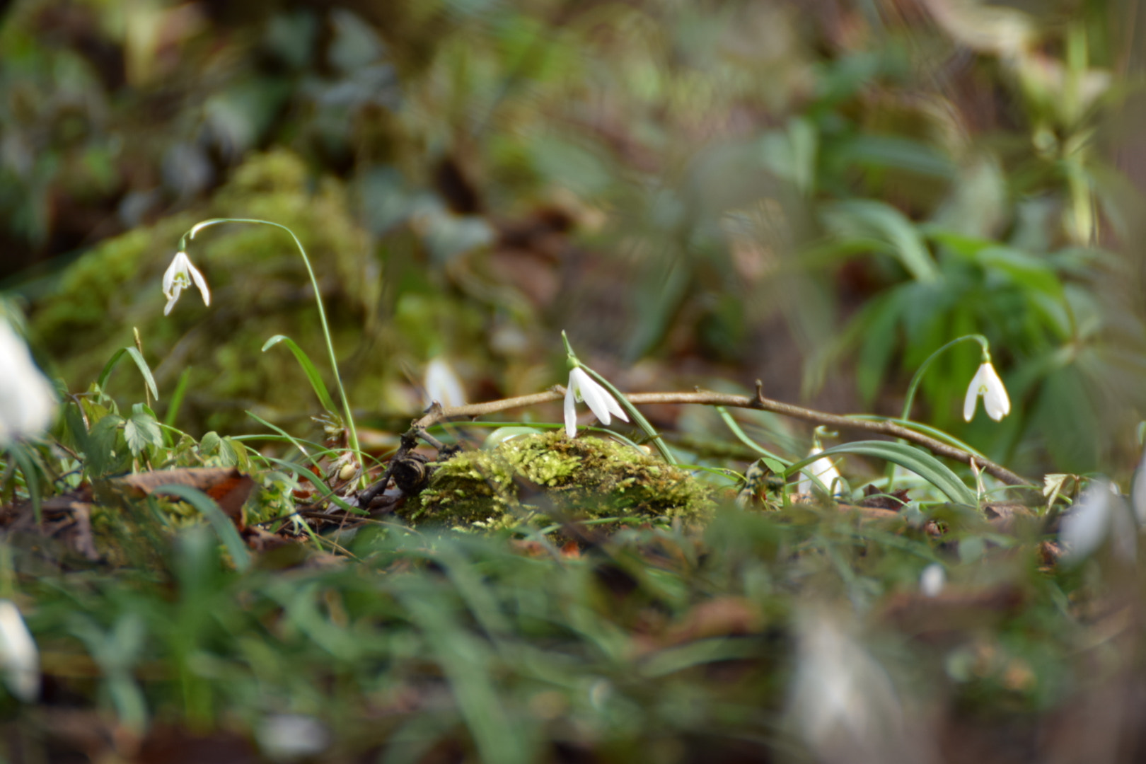 Nikon D5300 sample photo