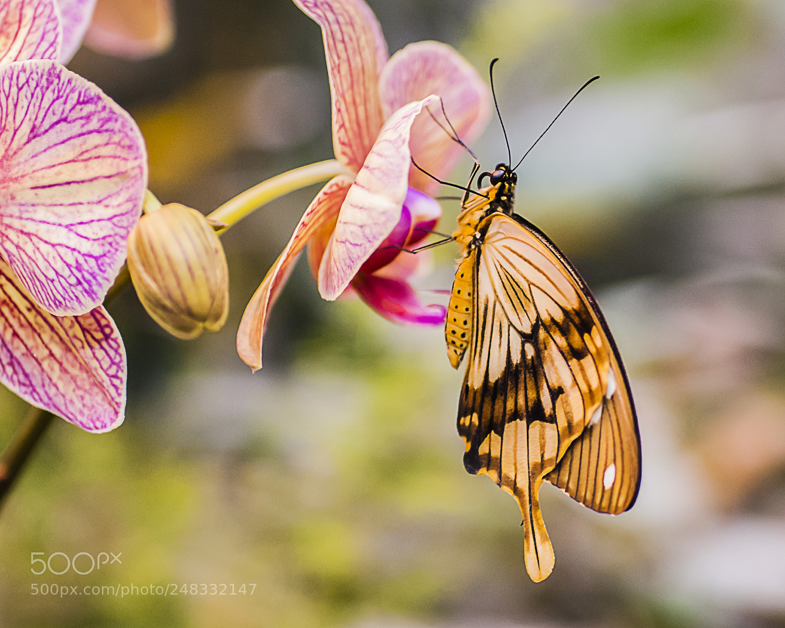 Nikon D200 sample photo. Mocker swallowtail photography