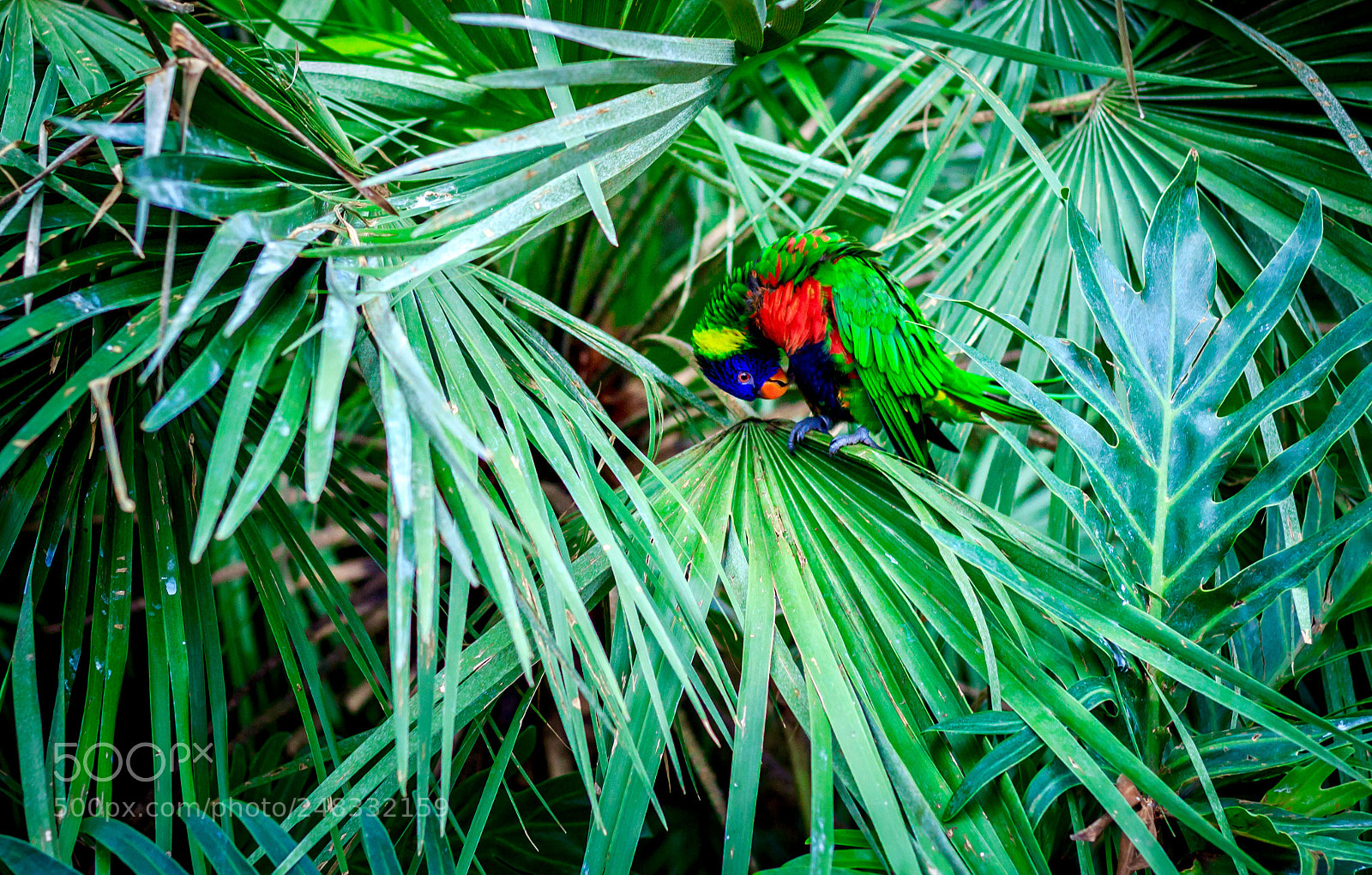 Canon EOS 1300D (EOS Rebel T6 / EOS Kiss X80) sample photo. Parrot at alphen photography