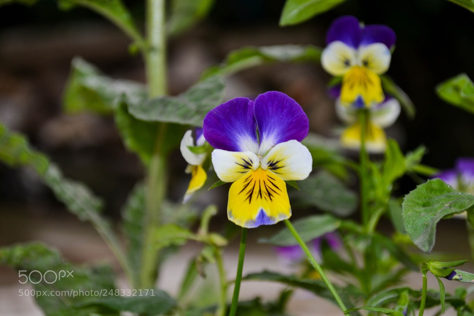 Nikon D3100 sample photo. Violet flower photography