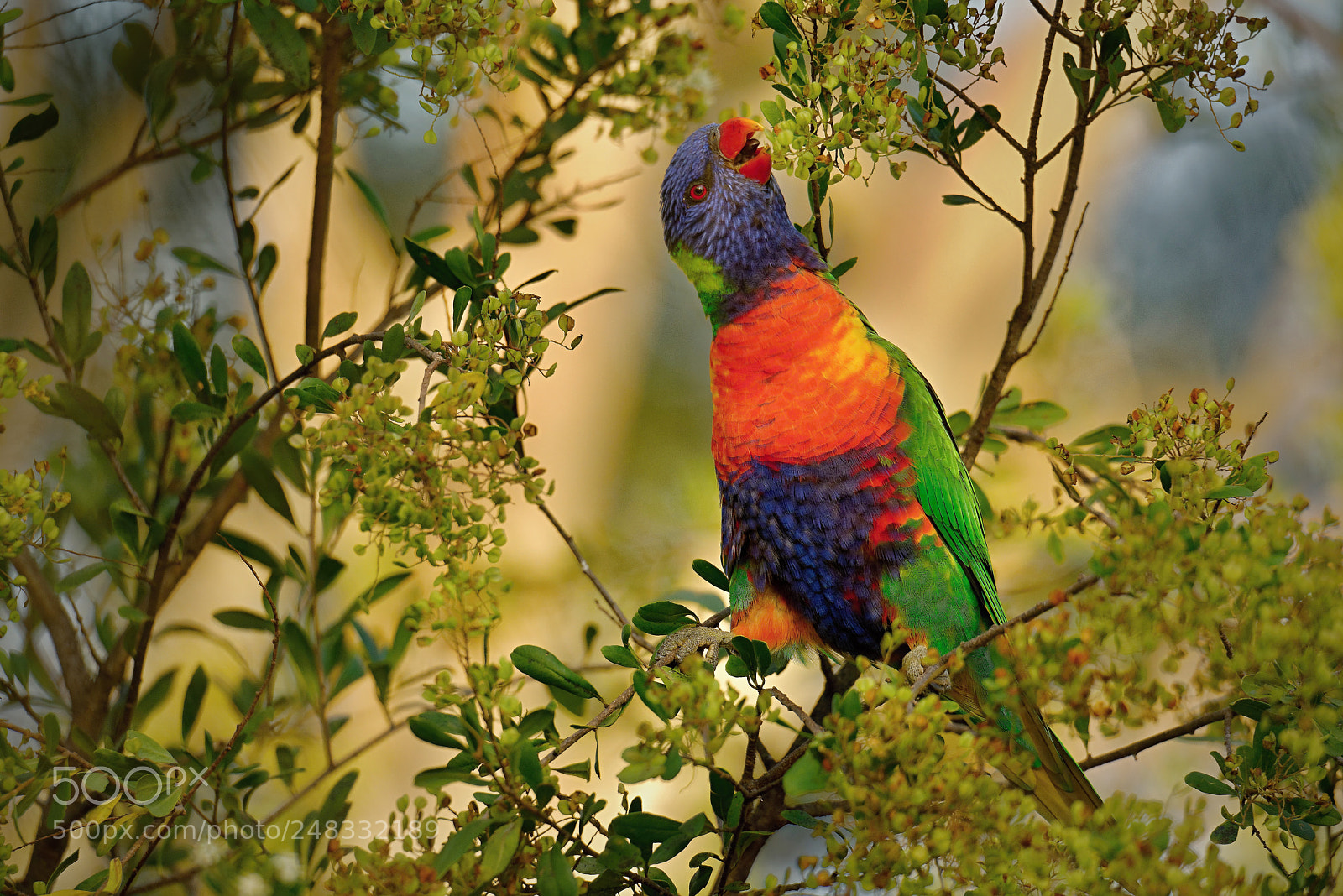 Nikon D800E sample photo. The rainbow lorikeet trichoglossus photography