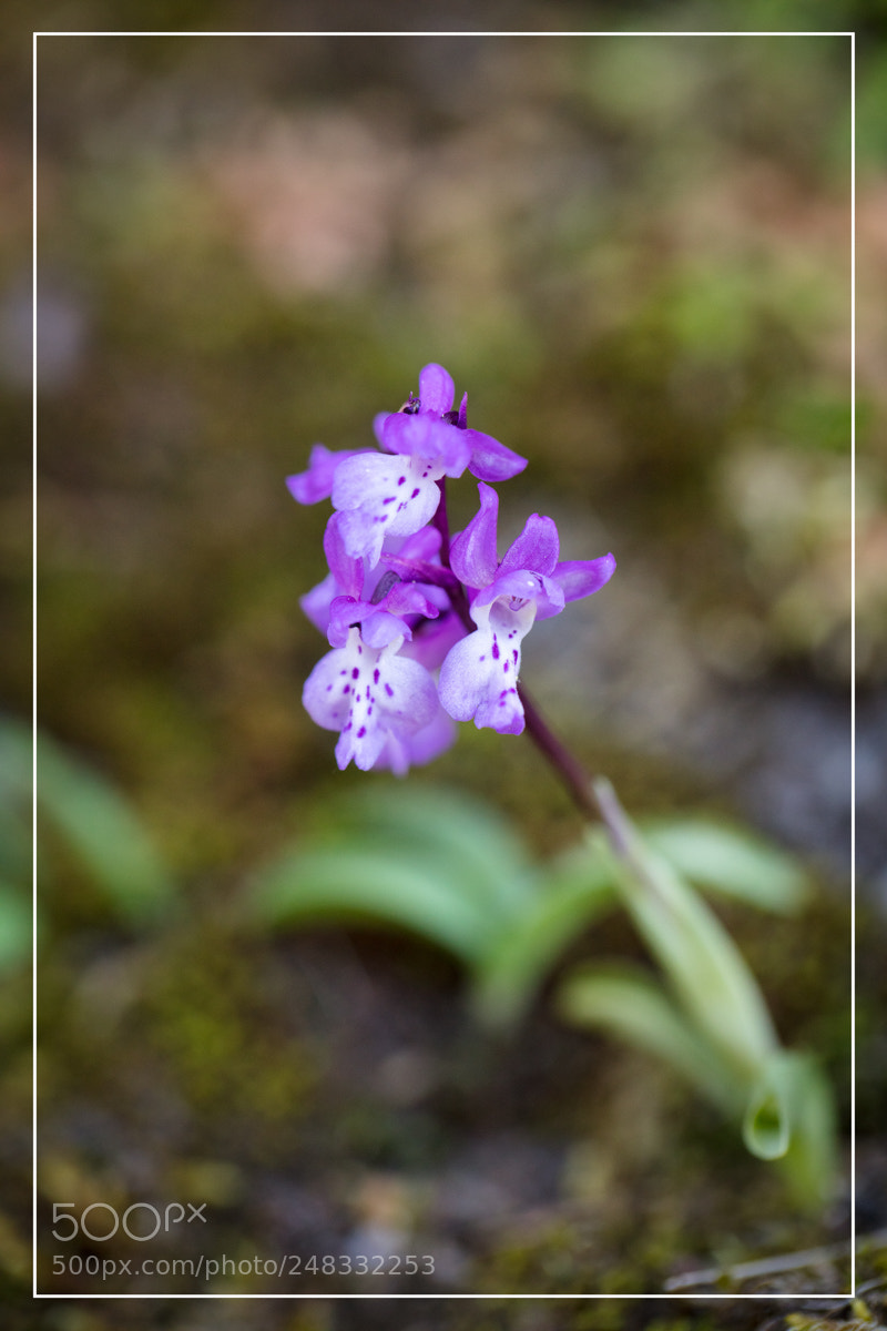 Canon EOS 5DS R sample photo. Orchis ichnusae photography