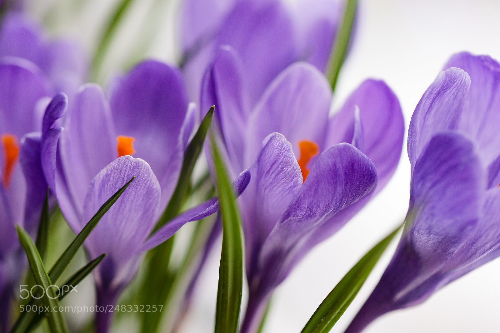 Canon EOS 7D Mark II sample photo. About the spring photography