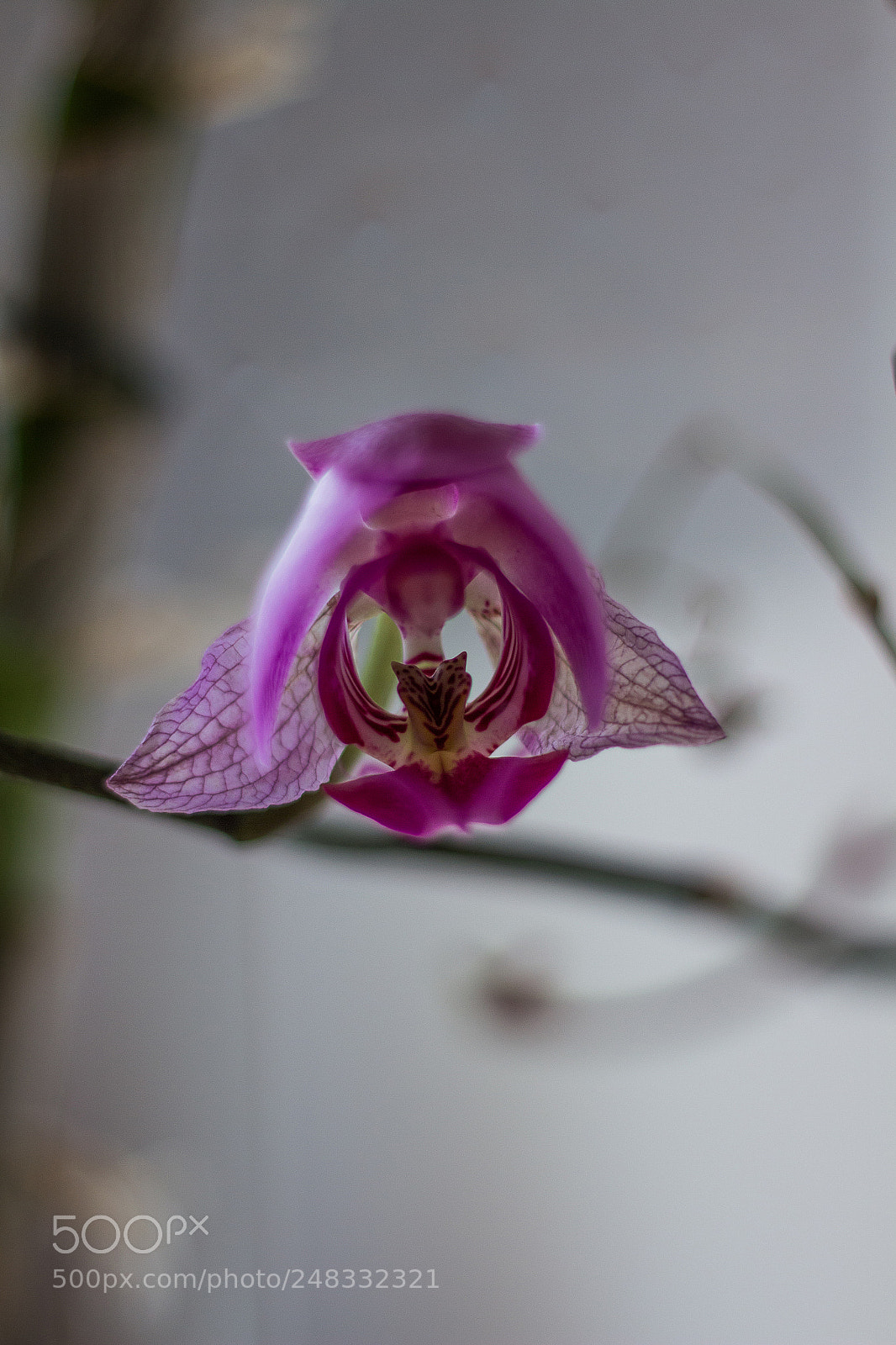 Canon EOS 700D (EOS Rebel T5i / EOS Kiss X7i) sample photo. Orchidée photography