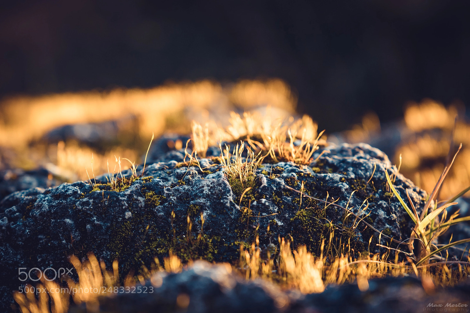 Canon EOS 6D Mark II sample photo. Burning gras photography
