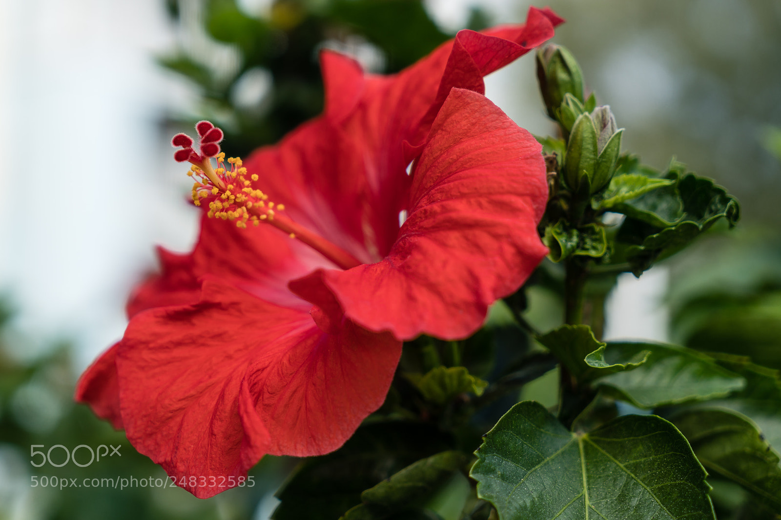 Sony a7R II sample photo. Red hibiscus photography