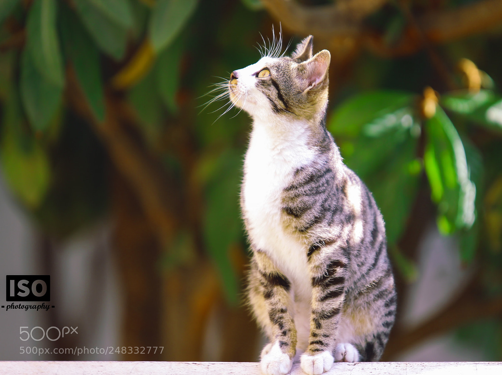 Canon EOS 1200D (EOS Rebel T5 / EOS Kiss X70 / EOS Hi) sample photo. Cat..? photography
