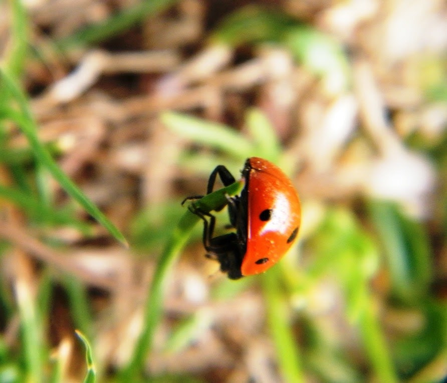 Fujifilm FinePix S2000HD sample photo. Ladybug photography