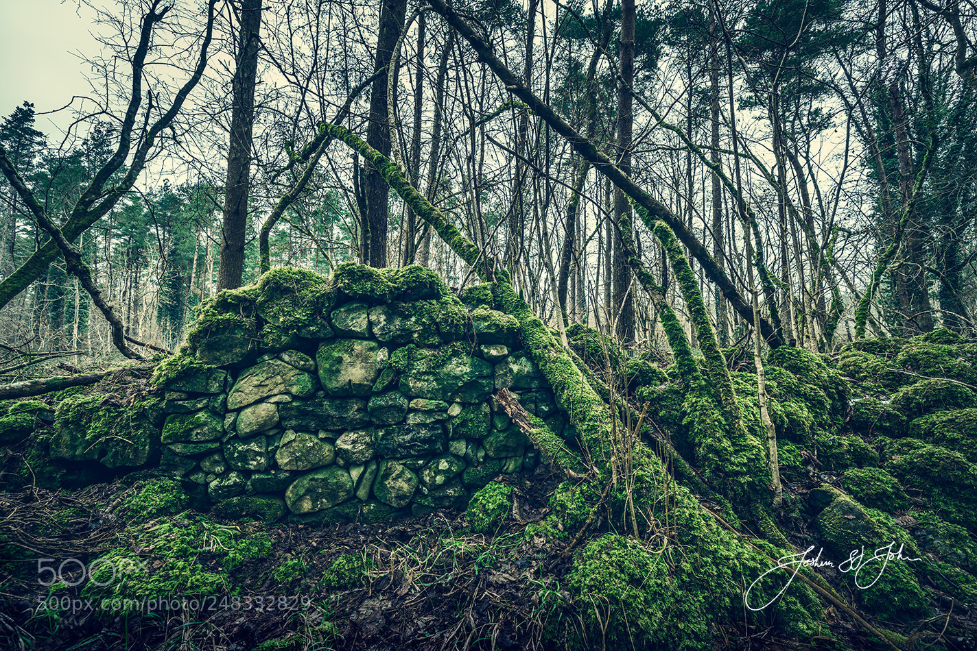 Sony a7R II sample photo. Forrest wall photography