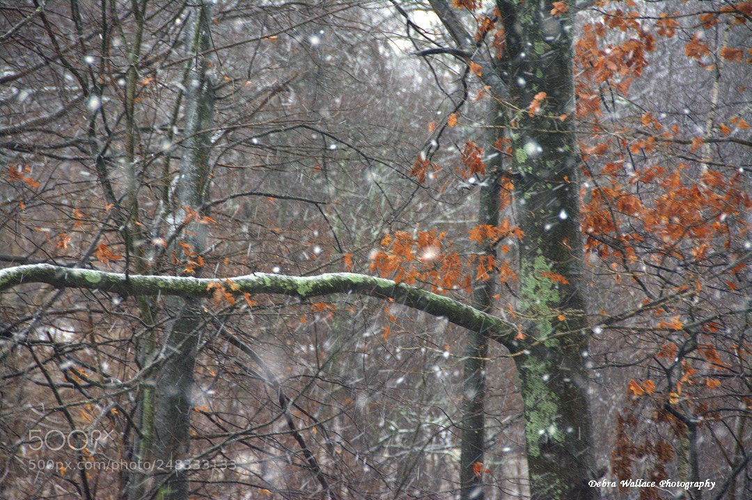 Nikon D7100 sample photo. Trees in the snowstorm photography