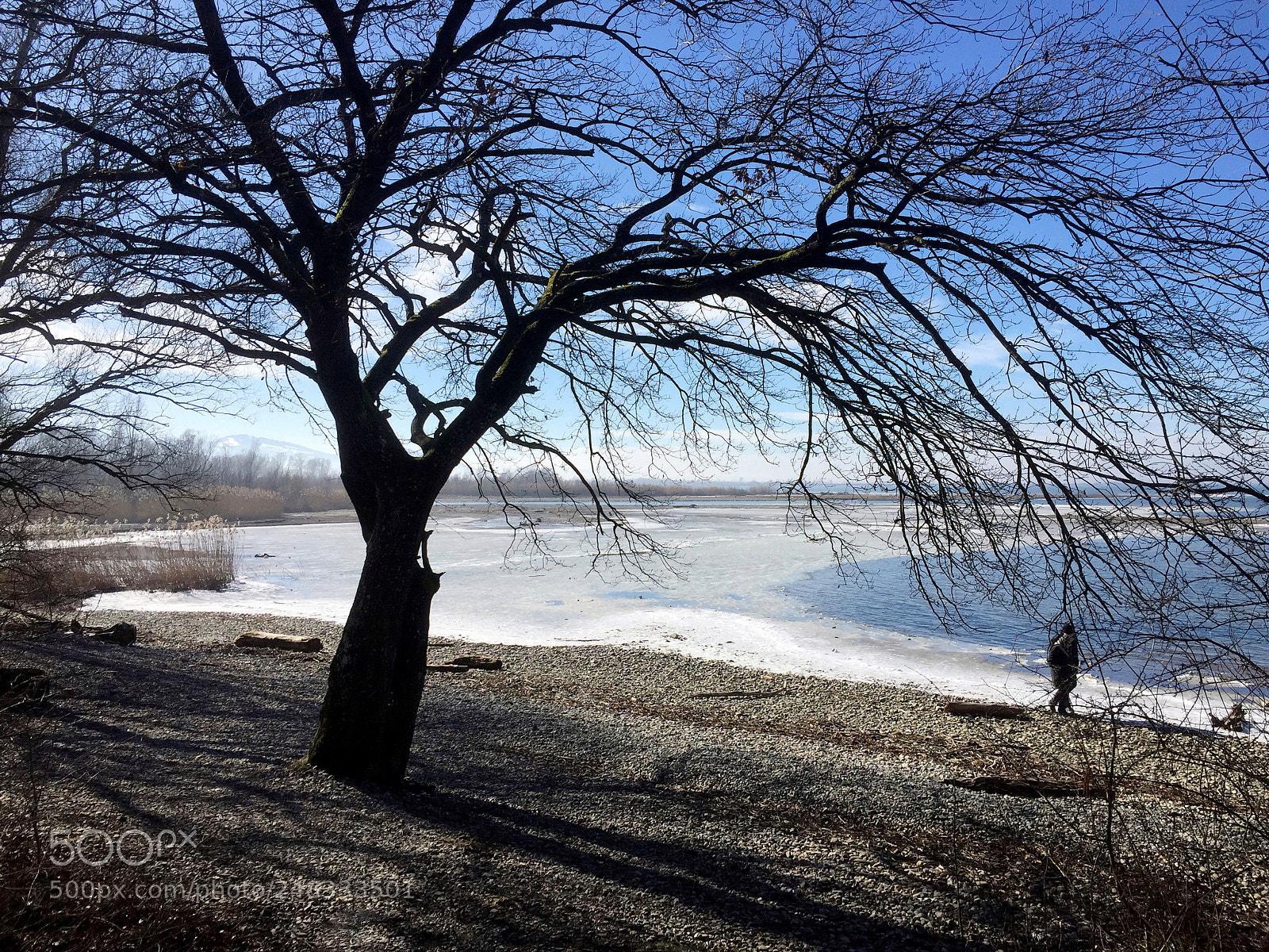 Apple iPhone 6 sample photo. Tree at lake photography