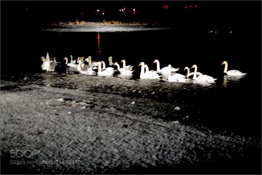 Nikon D610 sample photo. Swan night photography