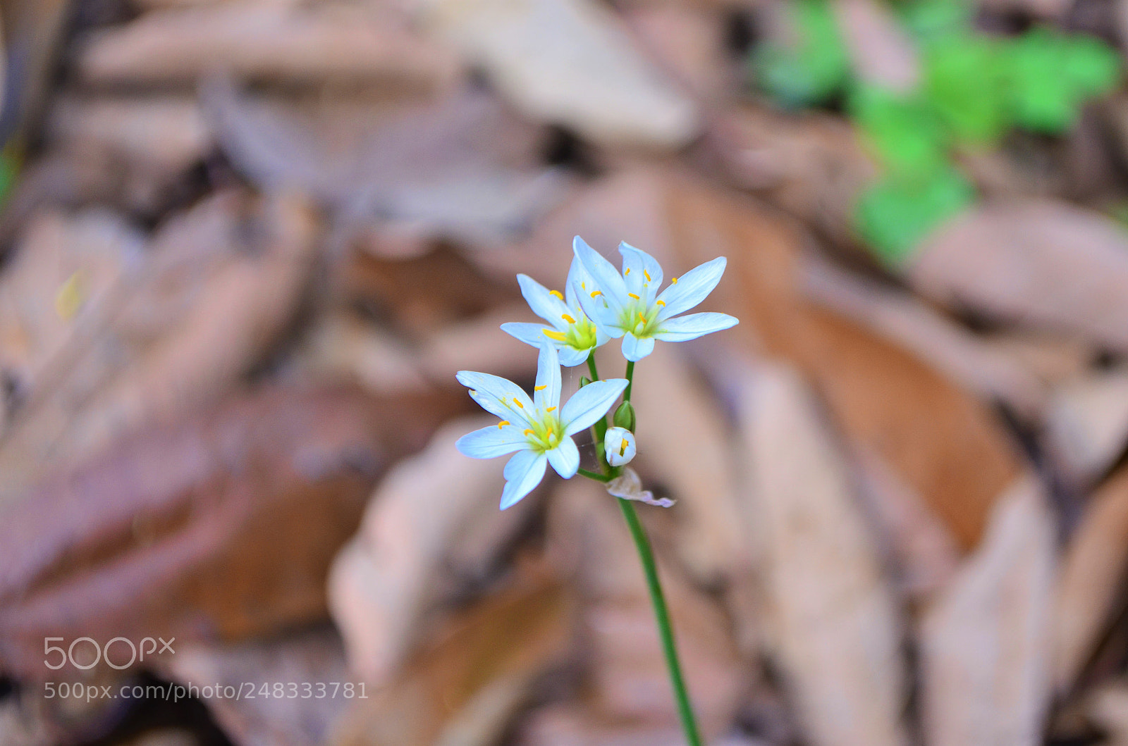 Nikon D5100 sample photo. White flowers photography