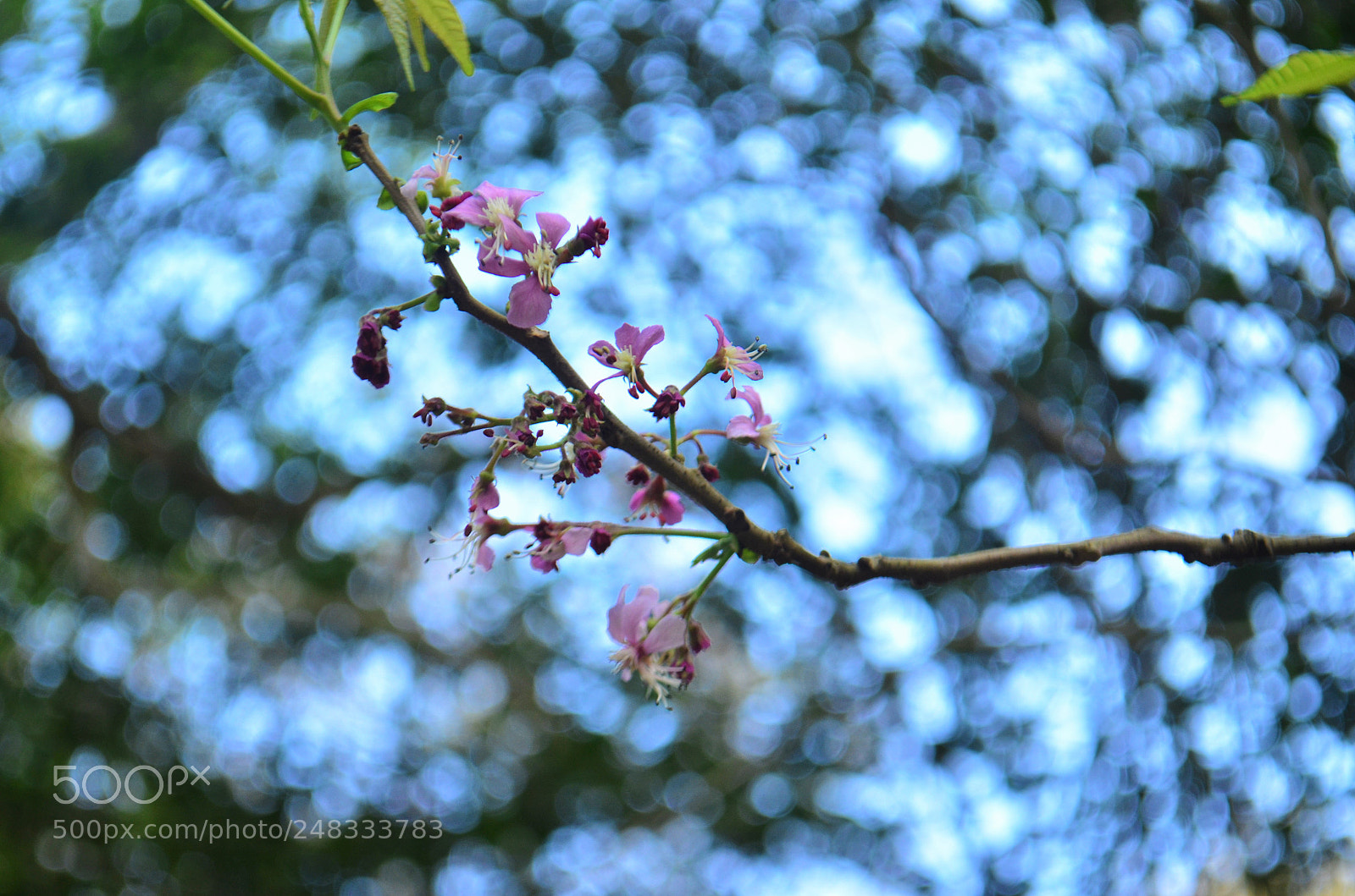 Nikon D5100 sample photo. Pink flowers photography