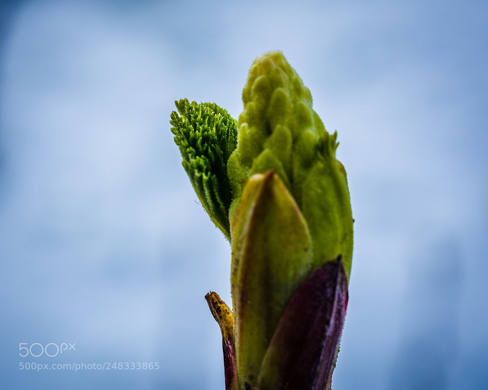 Nikon D7100 sample photo. Spring is coming photography
