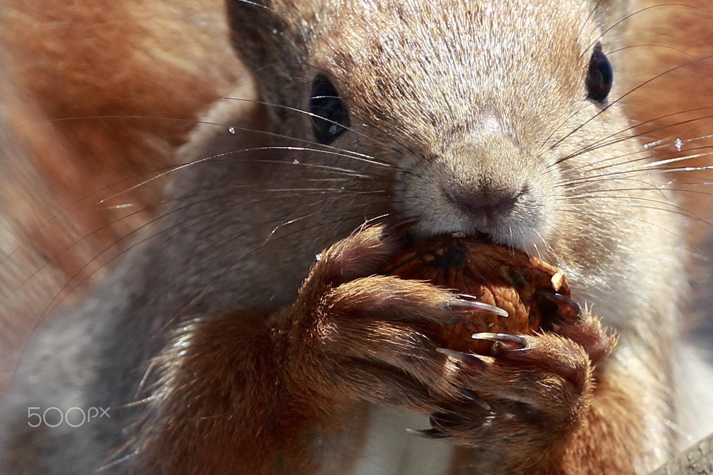 Canon EF 70-200mm F2.8L IS II USM sample photo. Squirrel photography