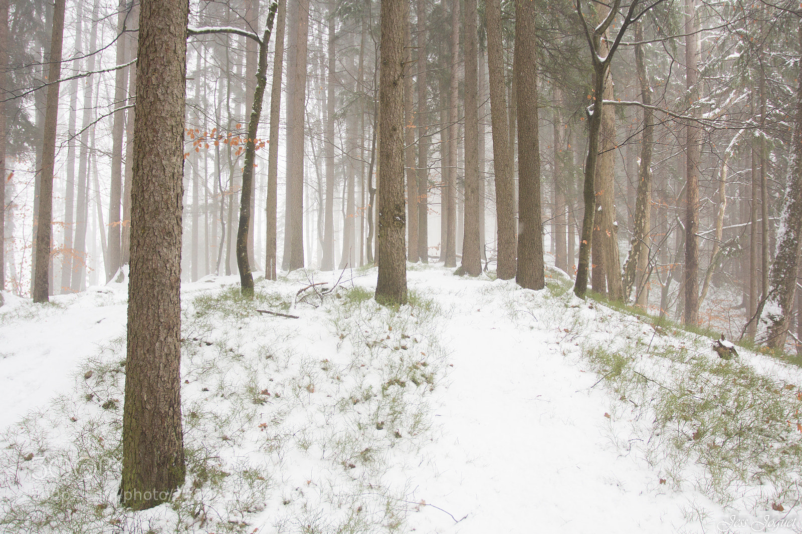 Canon EOS 60D sample photo. Forêt enchantée photography