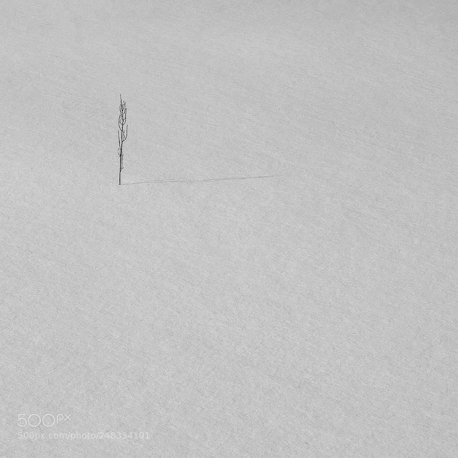 Olympus E-520 (EVOLT E-520) sample photo. Frailty in the snow photography