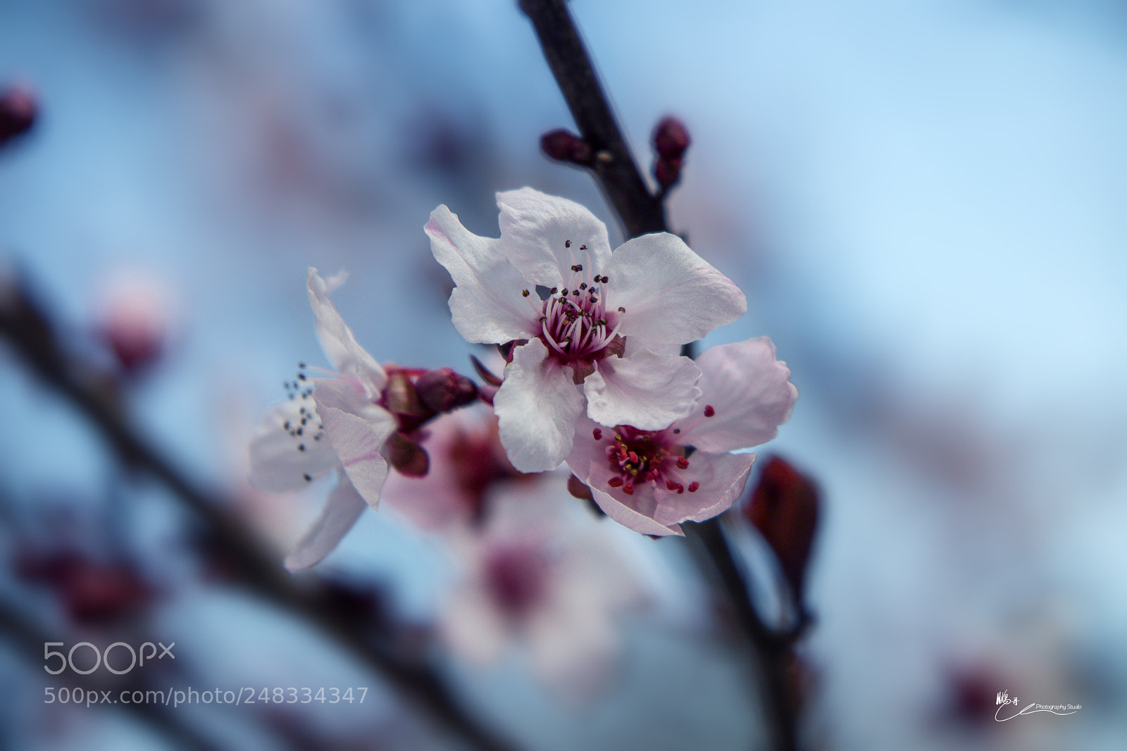 Canon EOS M6 sample photo. 惊蛰|春雷响，万物生 photography