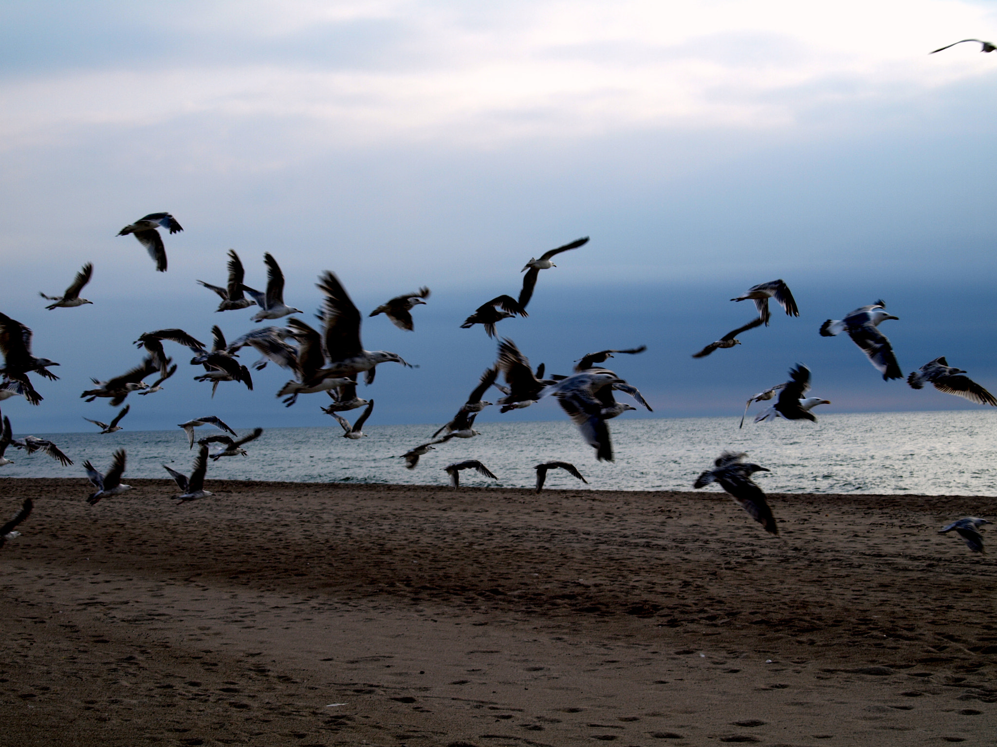 Olympus E-410 (EVOLT E-410) sample photo. Seagulls photography