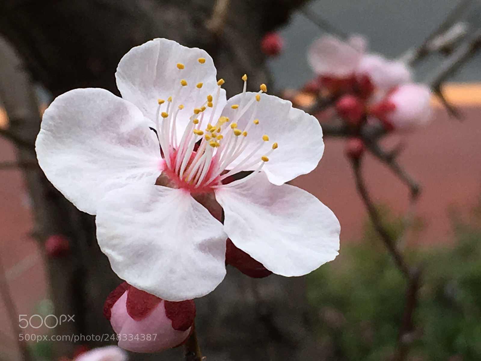 Apple iPhone 6s Plus sample photo. Spring2018 flowers photography