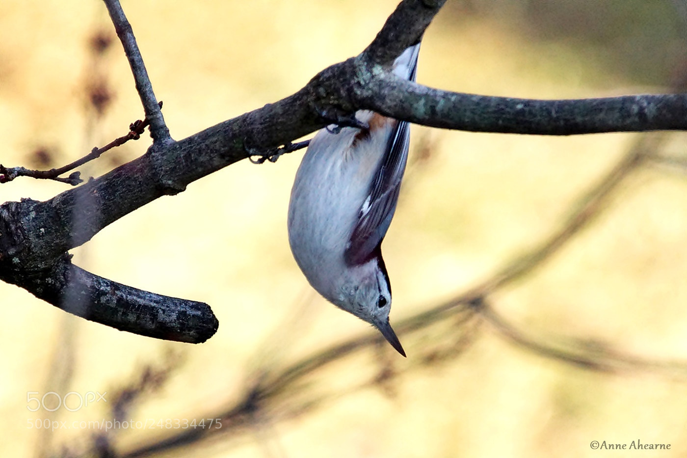 Sony ILCA-77M2 sample photo. White-breasted nuthatch photography